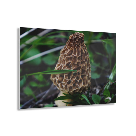 Morel Mushroom Acrylic Prints