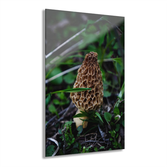 Morel Mushroom Acrylic Prints (French Cleat Hanging)