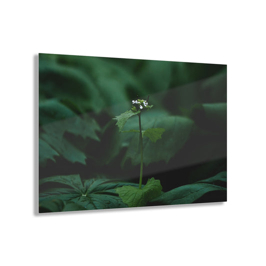 Spring Acrylic Prints