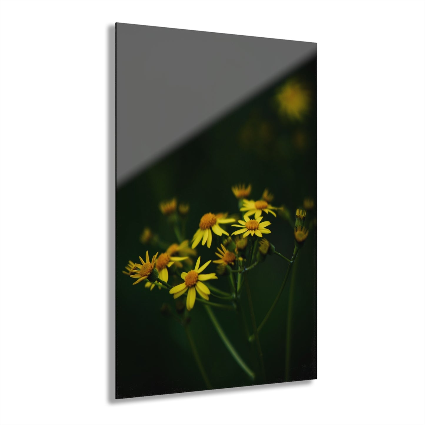 Spring Flower Acrylic Prints (French Cleat Hanging)