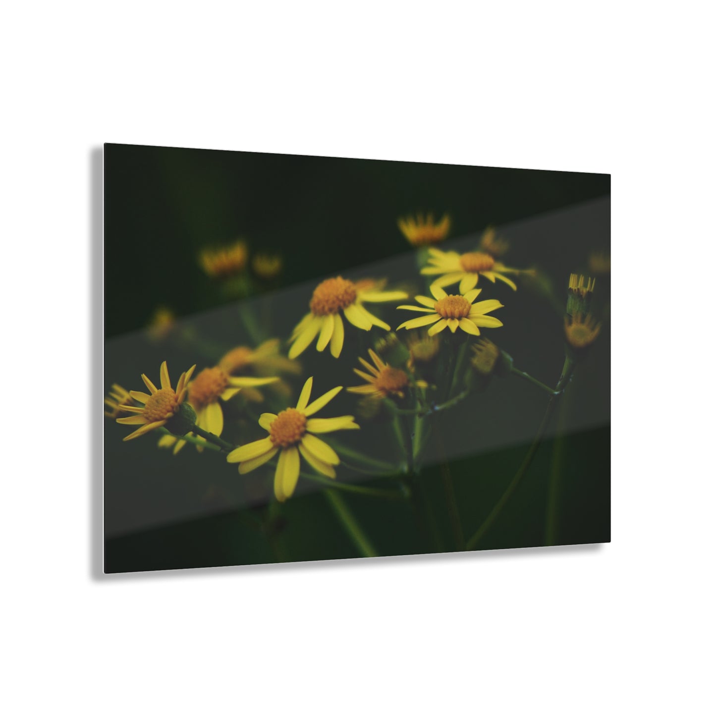 Spring Flower Acrylic Prints